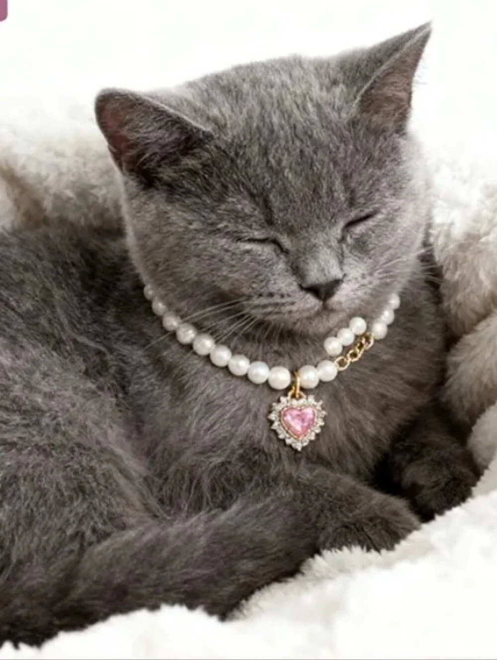 🐱Adjustable glam necklace for a 🐱🐈🐕🐕‍🦺🦮🐈